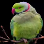 Tamil Nadu Police arrested the owner of the parrot that “predicted” BJP-led NDA win in the Lok Sabha