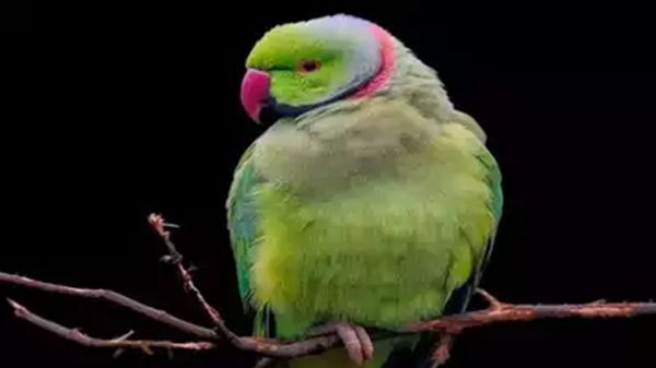 Sanghi Parrot arrested by Tamil Nadu Police